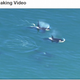 Illustration for article titled I wanted traffic, not Orcas.